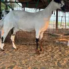 عنز بيشيه صنف (تم البيع)