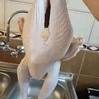 ديك رومي طازج