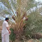 نخل مثمر روثانة المدينه وبرني العلا متر ونص