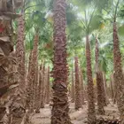 توريد نخيل