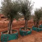 زيتون معمر