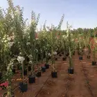 يوجد لدينا أشجار با جميع انواع وتوصيل لا جميع المناطق