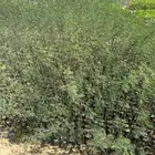 شتلات طلح بريال و30 هلله فقط شامل التوصيل للكميات
