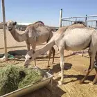 قعدان و نعيمي شبوك تبوك