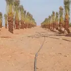 نقايل برحي وسكري واخلاص