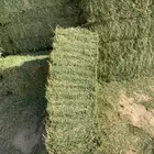 برسيم ميقوع جندير