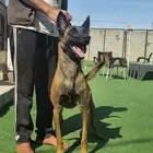 للبيع كلب مالينو بلجيكي شرس ( Belgian malinois )