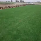 تيل سي 2000 صافي وطبيعي جراده قولي مزرعه الخرج