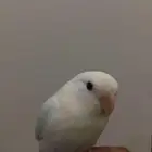 روز هدد داخلي وخارجي