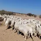 غنم حراي حرش مراح وحد قطعه وحده العداد100فحولها 2الغنم طيبه