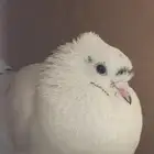 Exquisite Fancy Pigeons with Cage for Sale in Riyadh   Rare