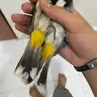 زوج. بلابيل منتجه شرط بااذن الله