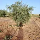 يوجد لدينا جميع انواع الزيتون المثمر لتواصل علا
