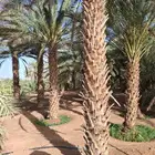 نخيل واشنطنيا زينه وعربي