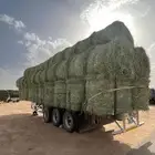 القصيم الخبراء سوق الاعلاف