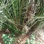 يوجد الدينا جميع أنواع النخل