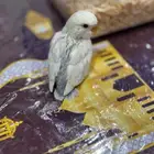 للبيع فرخ روز غر