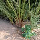 يوجد لدينا جميع انواع النخيل لتواصل