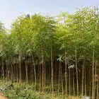 مشاتل طريق الجبيل الدمام