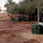 زيتون للبيع مثمر نيبالي محسن وزيتون اسباني