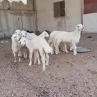 طليان تم البيع