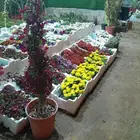 مشتل تنسيق حدائق