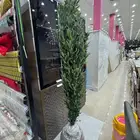 شجره زيتون صناعه وطنيه 3فروع طويله مترين جديده