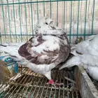 جوز مودينا بنتاجه جرم كبير اوفر