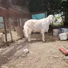 طلي فحل مشروط