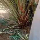 نخيل وشبوك وبناء حجر وتراث