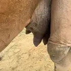 خلفه مصغر للبيع