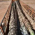 نخل واشنطونيا زينه