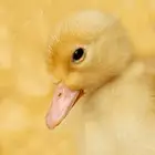 صوص بط بكيني