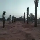 جميع اعمل النخل