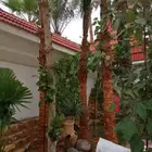 توريد وزراعة النخيل