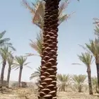 نخيل عربي واشنطني للبيع توصيل وزراعه