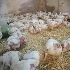 دجاج لاحم للبيع ( حاليا غير متوفر)