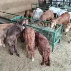 برابر وتيوس خميس مشيط