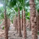 يوجدلدينا نخيل واشنطني جميع المقاسات ونقوم بتوريدها