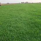ثيل سئ 2000صافي وطبيعي الموقع الخرج