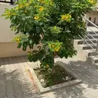 ابو يوسف