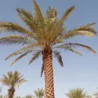 زراعه نخيل عربي واشنطني واعمال الشبوك وتوريدها