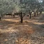 جميع اعمال النخيل والاشجار