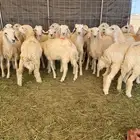 بهم حريات حرش
