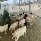 موقعنا مكة الرياض الباحة تبوك الخرج
