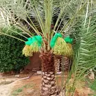 تنظيف النخيل وترتيب الأشجار