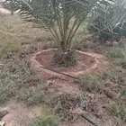 القصيم