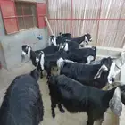 معزا عوارض منوة القاني 6 يتبعها 6