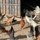 دجاج فيومي منوع بلدي العدد الباقي من المجوعه 300