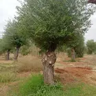 اشجار الزيتون